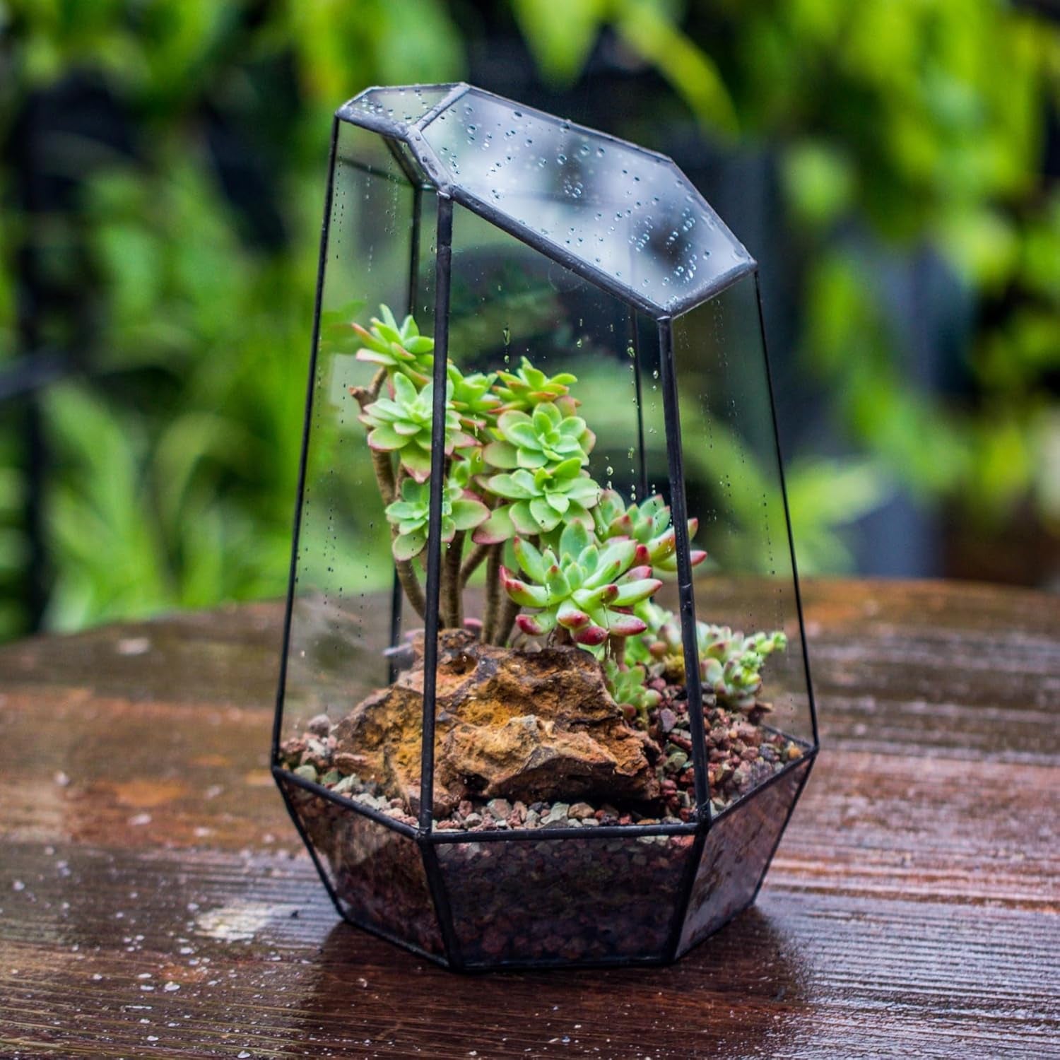 Geometric Glass Terrarium – Black Open Planter for Succulents & Cacti (No Plants)