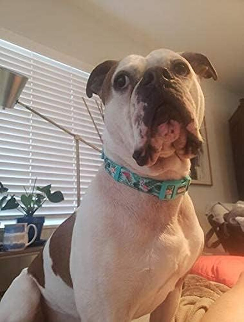 Adjustable Flamingo Print Dog Collar | Durable Nylon for Large Dogs & Puppies