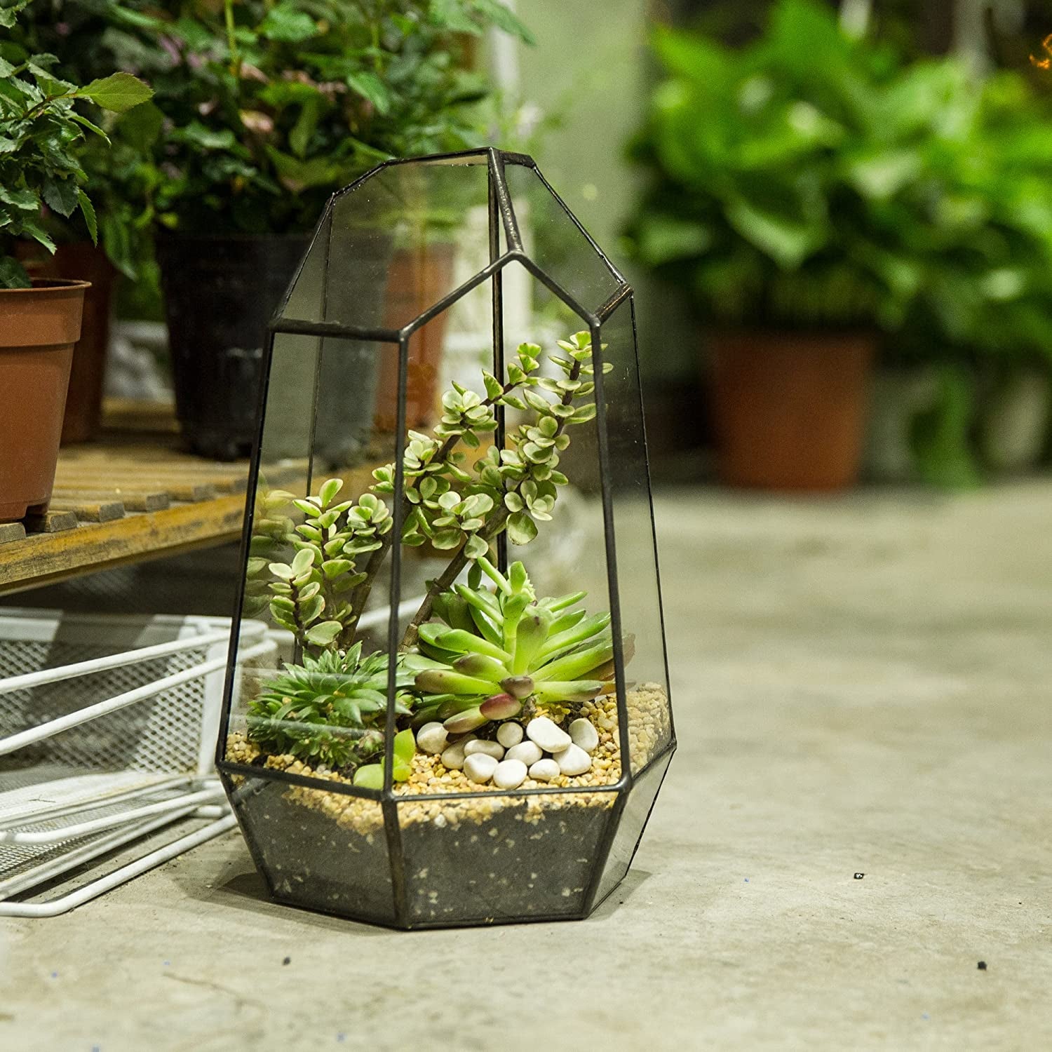 Geometric Glass Terrarium – Black Open Planter for Succulents & Cacti (No Plants)