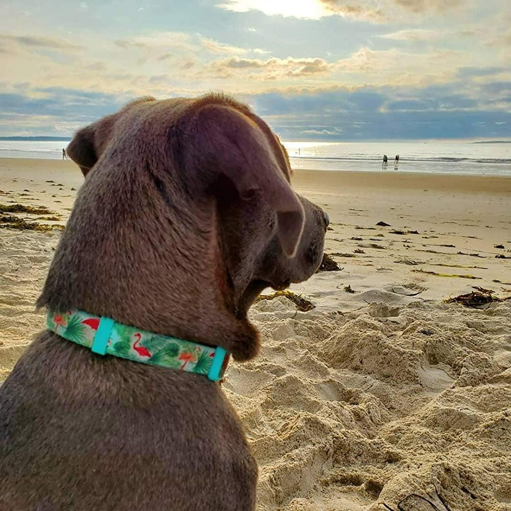 Adjustable Flamingo Print Dog Collar | Durable Nylon for Large Dogs & Puppies